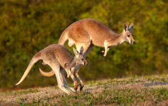 Những loài động vật độc đáo chỉ có ở nước Úc