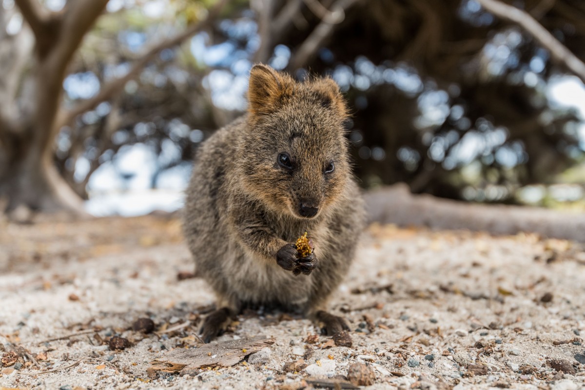 Quokkas được xem là loài động vật hạnh phúc nhất thế giới